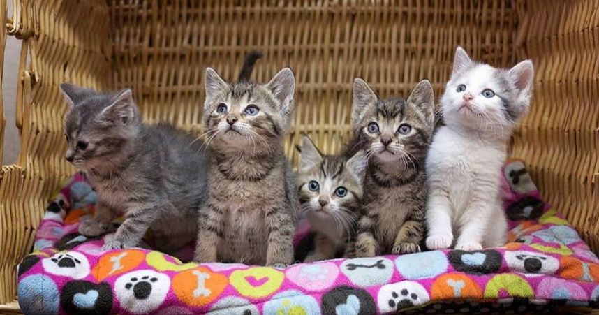 kittens, adoptable pets